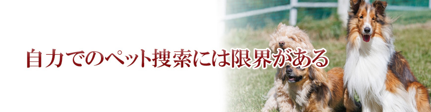 【品川区　探偵】ペット捜索｜品川区でペット捜索で探偵をお探しならスマイルエージェント品川にお任せください。