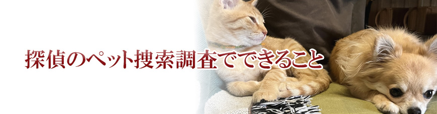 【品川区　探偵】ペット捜索｜品川区でペット捜索で探偵をお探しならスマイルエージェント品川にお任せください。
